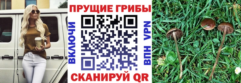 Купить закладки Назрань Псилоцибиновые грибы MAGIC MUSHROOMS